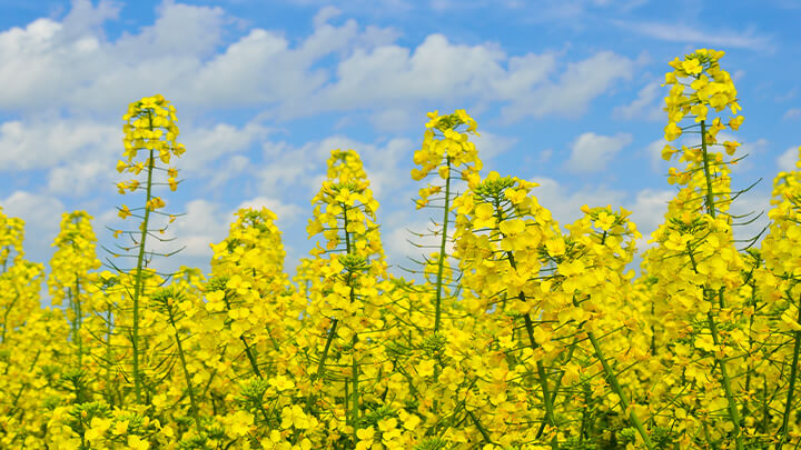 Canola field portrayed against a blue sky