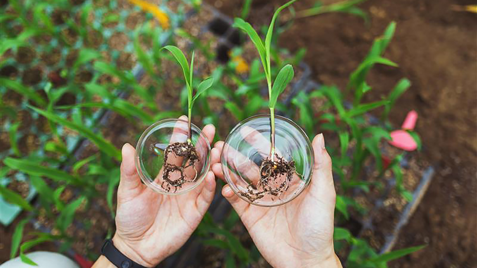 Two hands gently hold two plants in clear glass vases, showcasing their vibrant green leaves against a neutral background.
