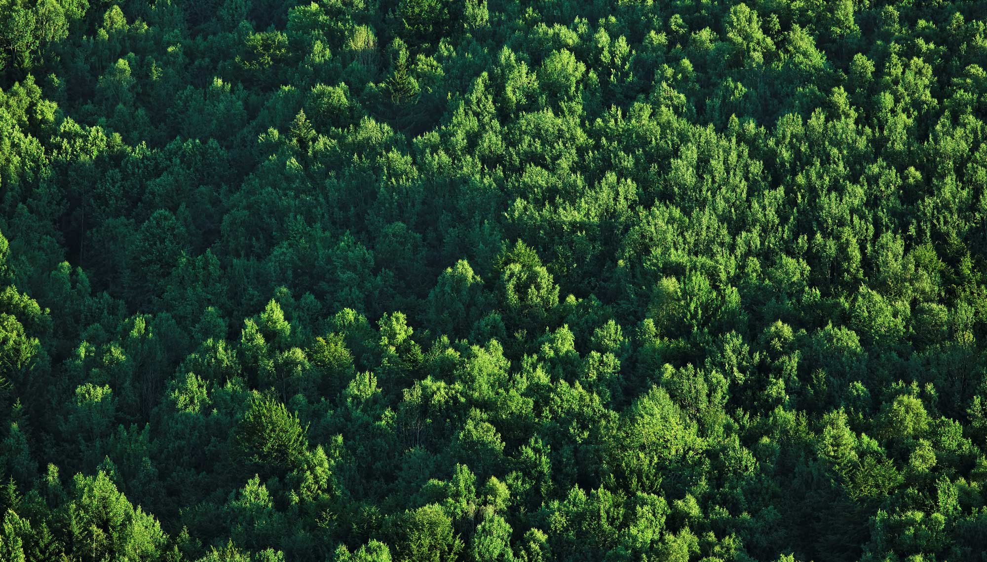 A vast green forest