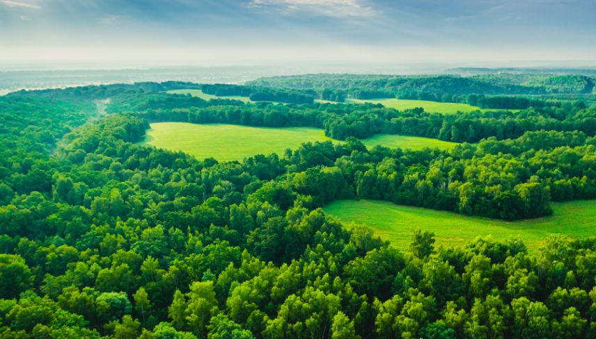 Aerial view showcasing a lush green forest surrounded by vibrant green fields under a clear blue sky.