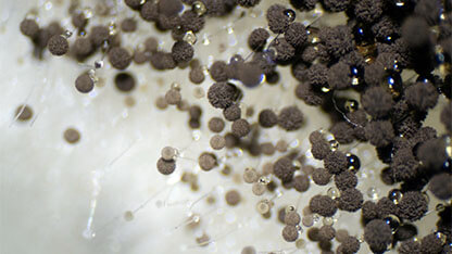 Aspergillus (mold) under the microscopic view for education