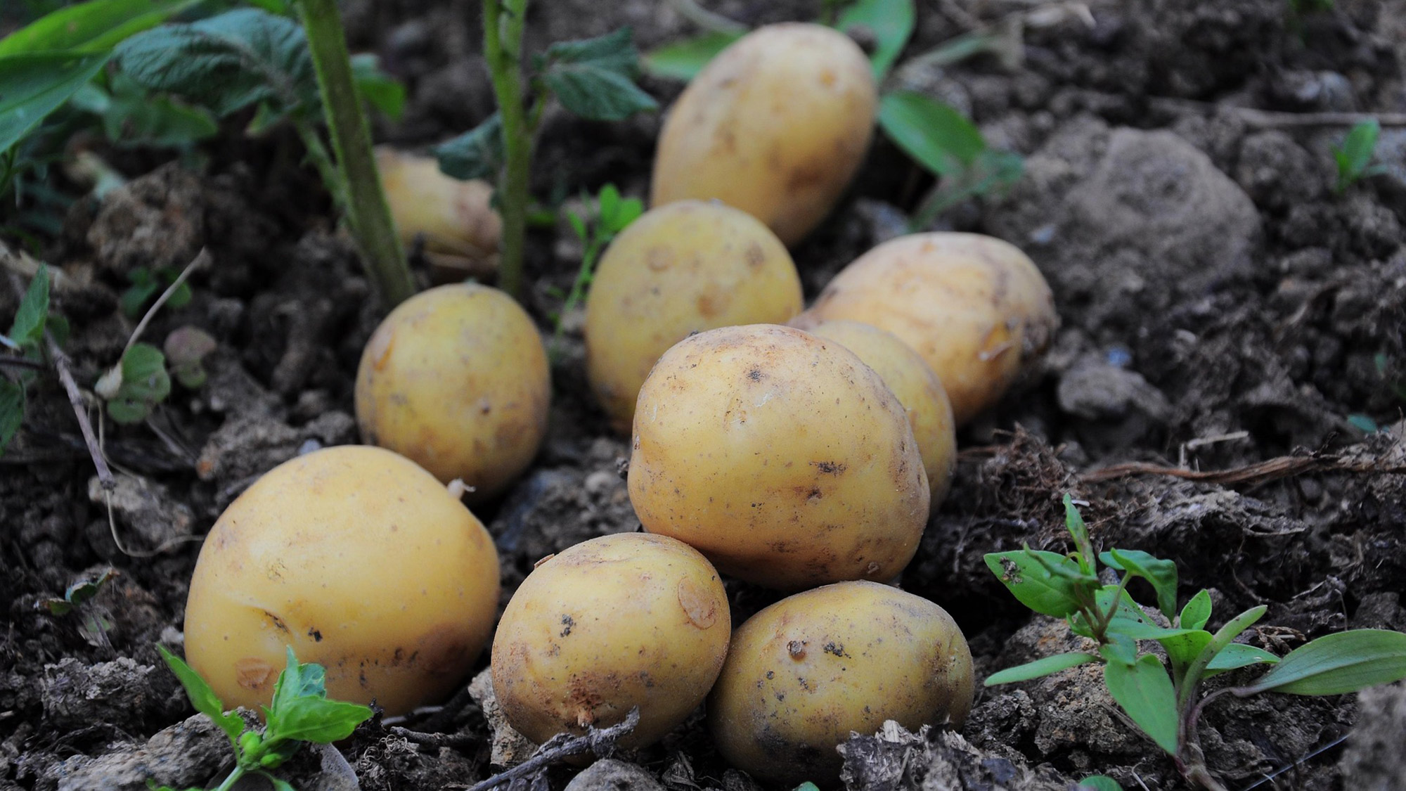 A picture of potatoes in dirt.